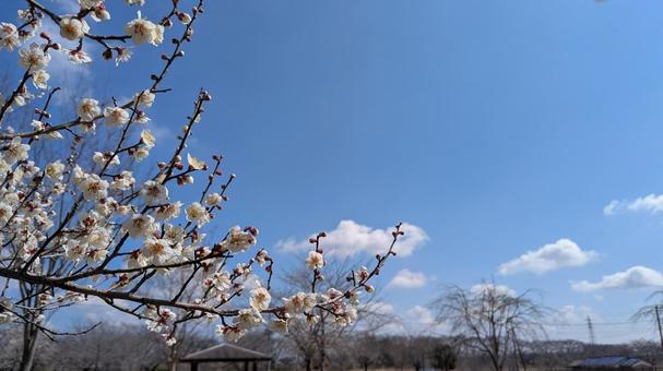 梅と青空 梅と青空の写真