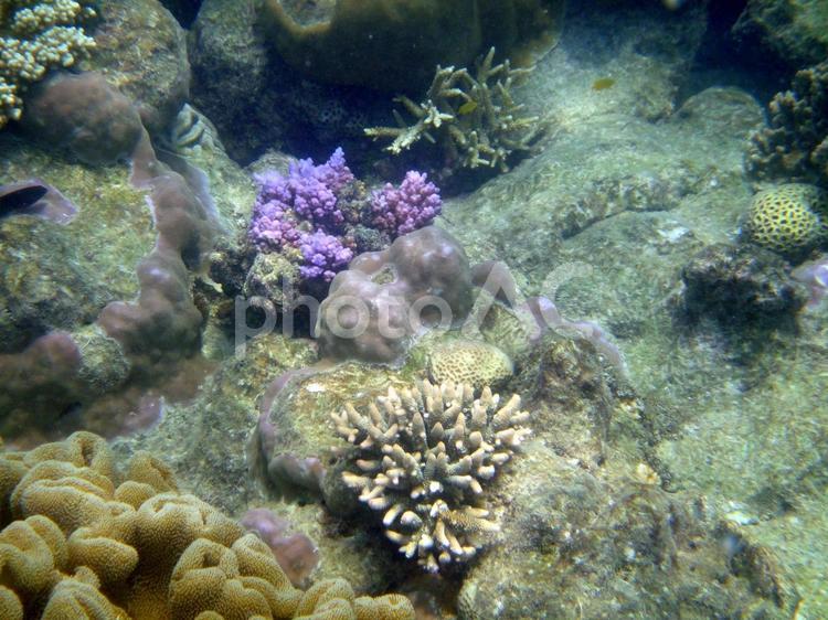珊瑚の海 海,熱帯,魚の写真素材