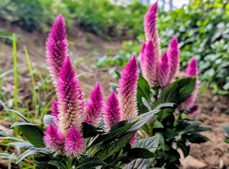 花 ノゲイトウ(野鶏頭) 花 ノゲイトウ(野鶏頭) 花,ノゲイトウ,野鶏頭の写真素材