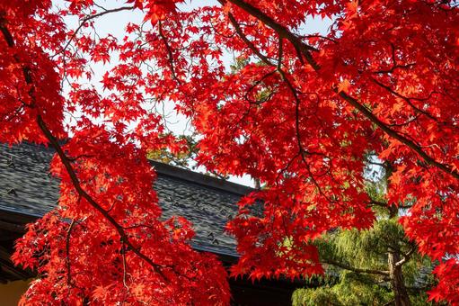 もみじ公園の秋⒁ 秋,紅葉,モミジの写真素材
