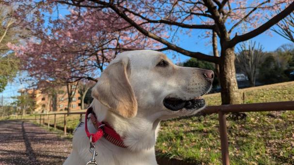 Dog profile, JPG
