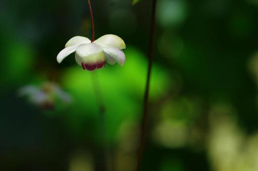 レンゲショウマ 蓮華升麻 夏の花 レンゲショウマ 蓮華升麻 夏の花の写真