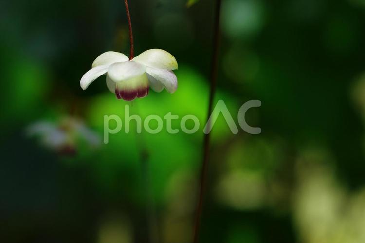 レンゲショウマ　蓮華升麻　夏の花 レンゲショウマ,蓮華升麻,夏の花の写真素材