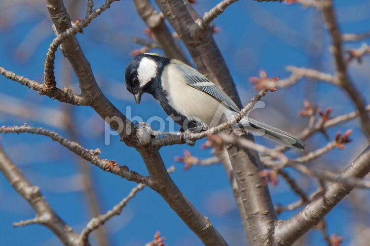 桜の木にとまるシジュウカラ 冬,野鳥,里の鳥の写真素材