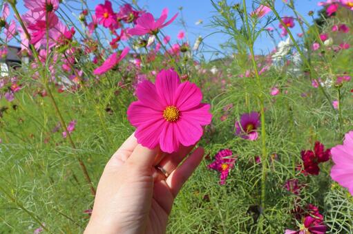 コスモス　花　手　青空 花,コスモス,秋桜の写真素材