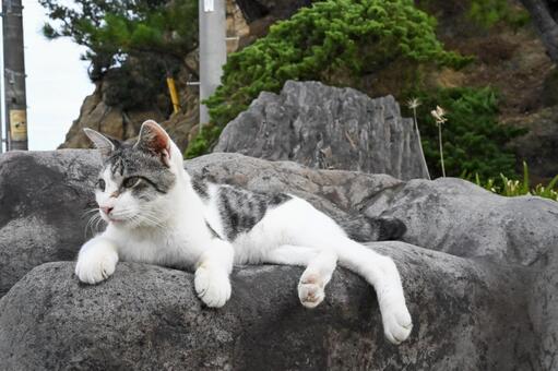 ねこちゃん 香川,小豆島,風景の写真素材