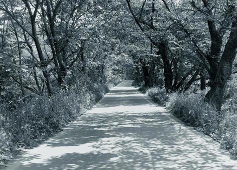 木漏れ日の写真