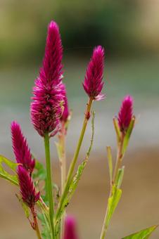 野原に咲く色合いが綺麗なケイトウ 野原に咲く色合いが綺麗なケイトウ 植物,花,自然の写真素材