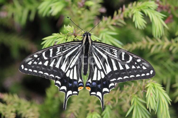 羽を広げるアゲハチョウ アゲハチョウ,蝶,昆虫の写真素材