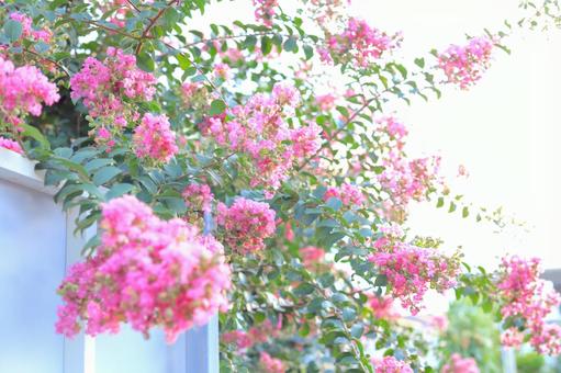サルスベリの花 サルスベリの花の写真