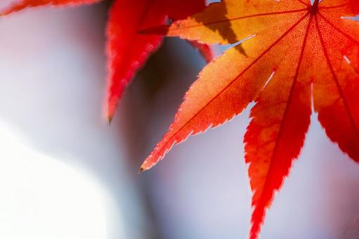 逆光に透ける紅葉の葉 逆光に透ける紅葉の葉の写真