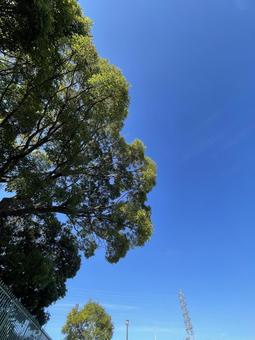 朝の公園 秋,空,高いの写真素材