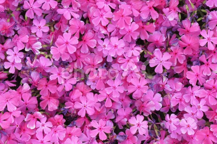 郊外の花壇に咲くピンクの芝桜、拡大 シバザクラ,花,植物の写真素材