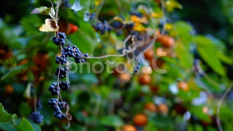 野草　果実 野草,果実,秋の写真素材