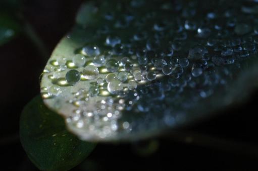 水滴 水滴の写真