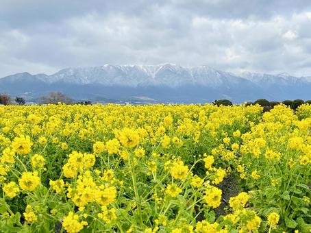 雪山と菜の花 春,雪山,風景の写真素材