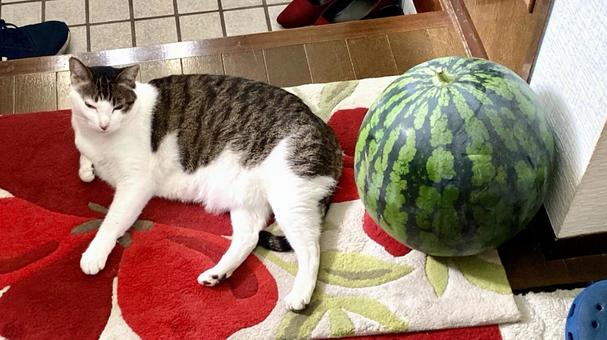 キジ白猫featuringスイカ キジ白猫featuringスイカの写真