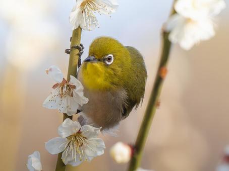Plum blossoms and Japanese white-eye, JPG Plum blossoms and Japanese white-eye, JPG