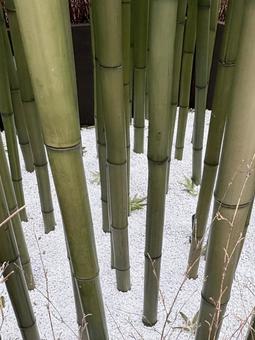 竹 竹 竹,白い石,たくさんの写真素材