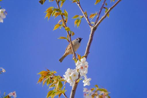 青空の下の桜とスズメ 青空の下の桜とスズメの写真