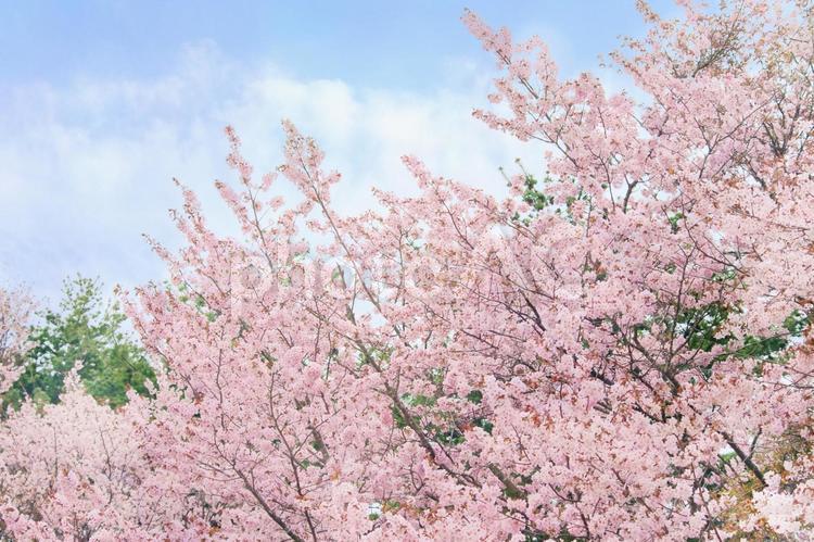 満開の桜と青い空、松の緑 春,花,桜の写真素材