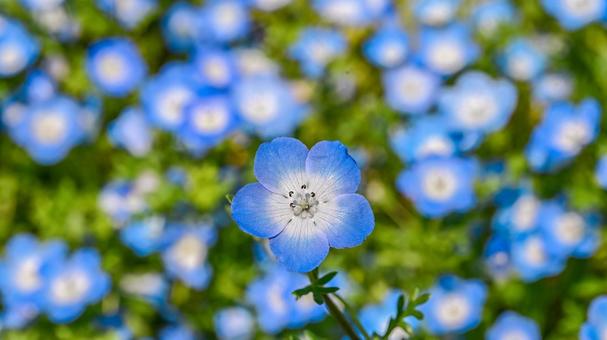 Nemophila flower, nemophila, blue, natural, JPG
