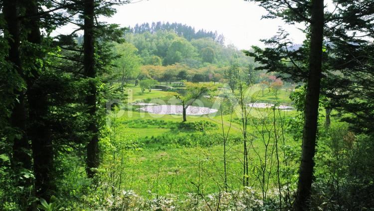 真ん中の可愛い木 山,自然,木の写真素材