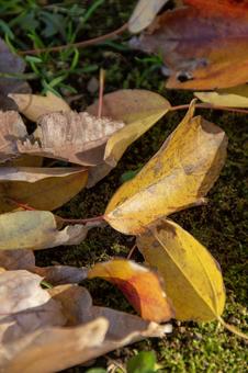落ち葉　紅葉2の写真