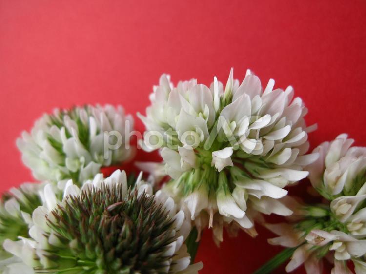 しろつめぐさ 白爪草,花,白い花の写真素材