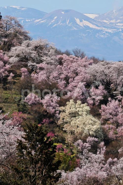 桜のイメージ 桜,さくら,サクラの写真素材