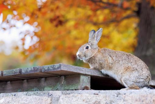 大久野島の兎 大久野島の兎 うさぎ,大久野島,野生動物の写真素材