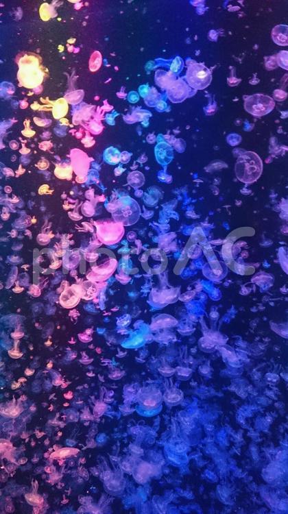 水族館　クラゲの水槽 クラゲ,海月,くらげの写真素材