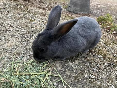 野生の黒いうさぎ うさぎ,黒ウサギ,黒の写真素材