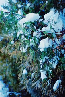 雪に埋もれる木 雪に埋もれる木の写真
