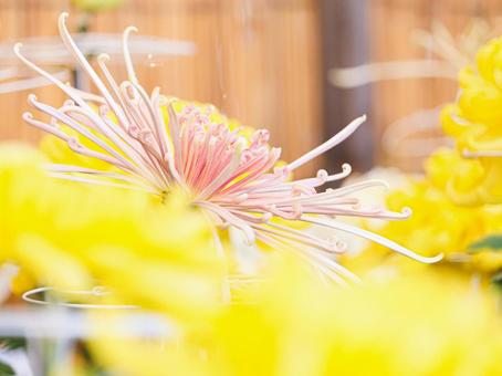 菊 菊 菊,菊の花,キクの写真素材