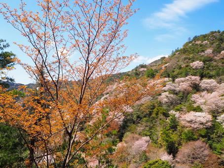 山桜_5 山桜_5の写真