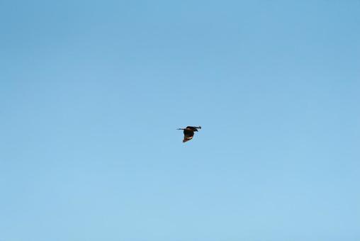 大空を優雅に舞うトビ 大空を優雅に舞うトビ トビ,猛禽類,野鳥の写真素材