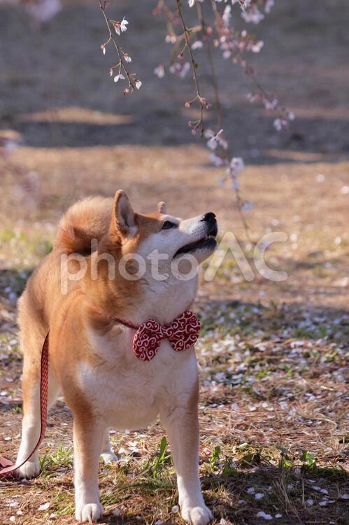 枝垂れ桜と蝶ネクタイの柴犬  柴犬,犬,桜の写真素材