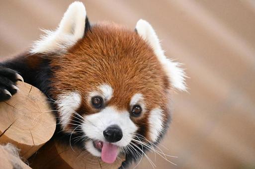レッサーパンダ レッサーパンダの写真