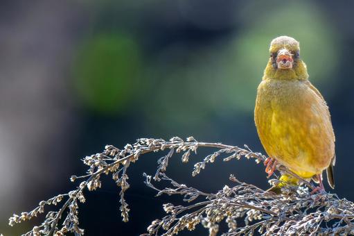 枝にとまるカワラヒワ・コピースペースの写真