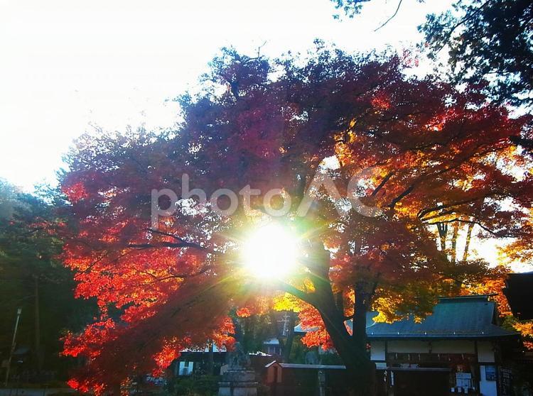 紅葉と太陽 モミジ,もみじ,カエデの写真素材