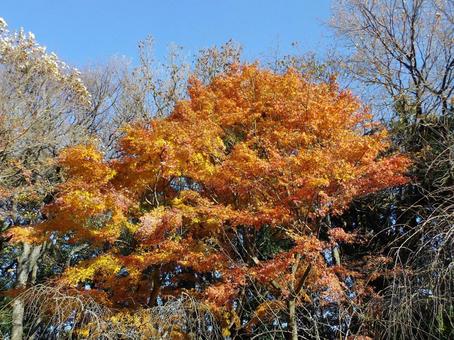 冬晴れの空に映える紅葉した樹木 冬晴れの空に映える紅葉した樹木の写真