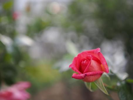 バラ園で咲く赤い薔薇の写真です バラ園で咲く赤い薔薇の写真ですの写真