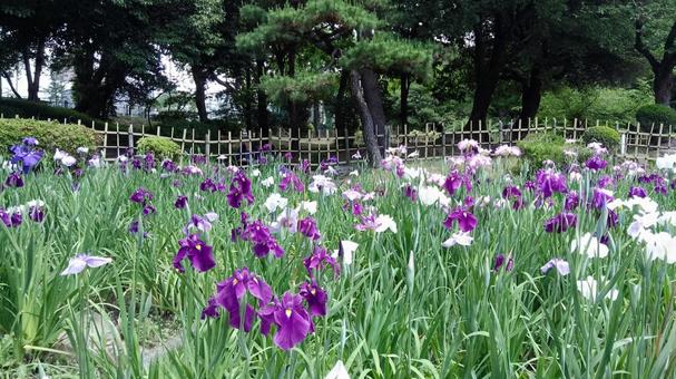 菖蒲 菖蒲の写真
