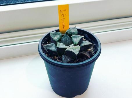 鉢植えの多肉植物(ハオルチア) 鉢植えの多肉植物(ハオルチア)の写真