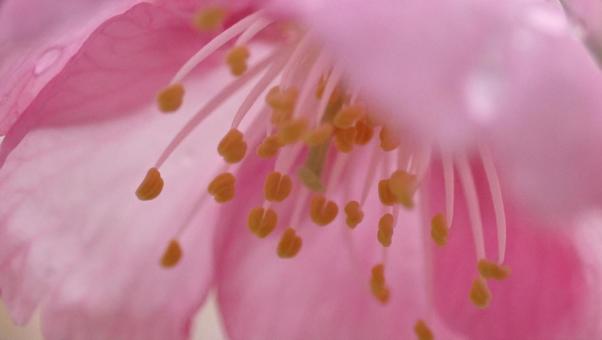 桜の花 桜の花の写真