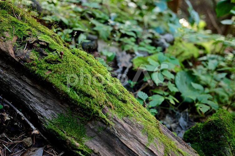 倒木の苔 苔,緑,水の写真素材