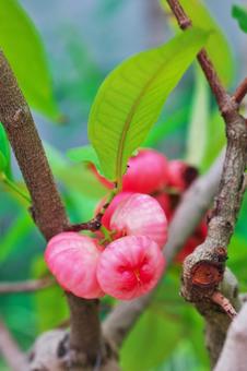 レンブ（蓮霧）ジャワフトモモの果実の写真