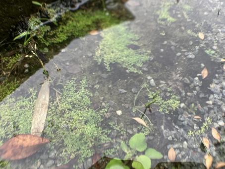 Rainwater collected in a depression in the gravel, JPG