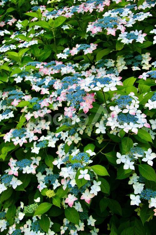 ガクアジサイ 紫陽花,ガクアジサイ,6月の写真素材